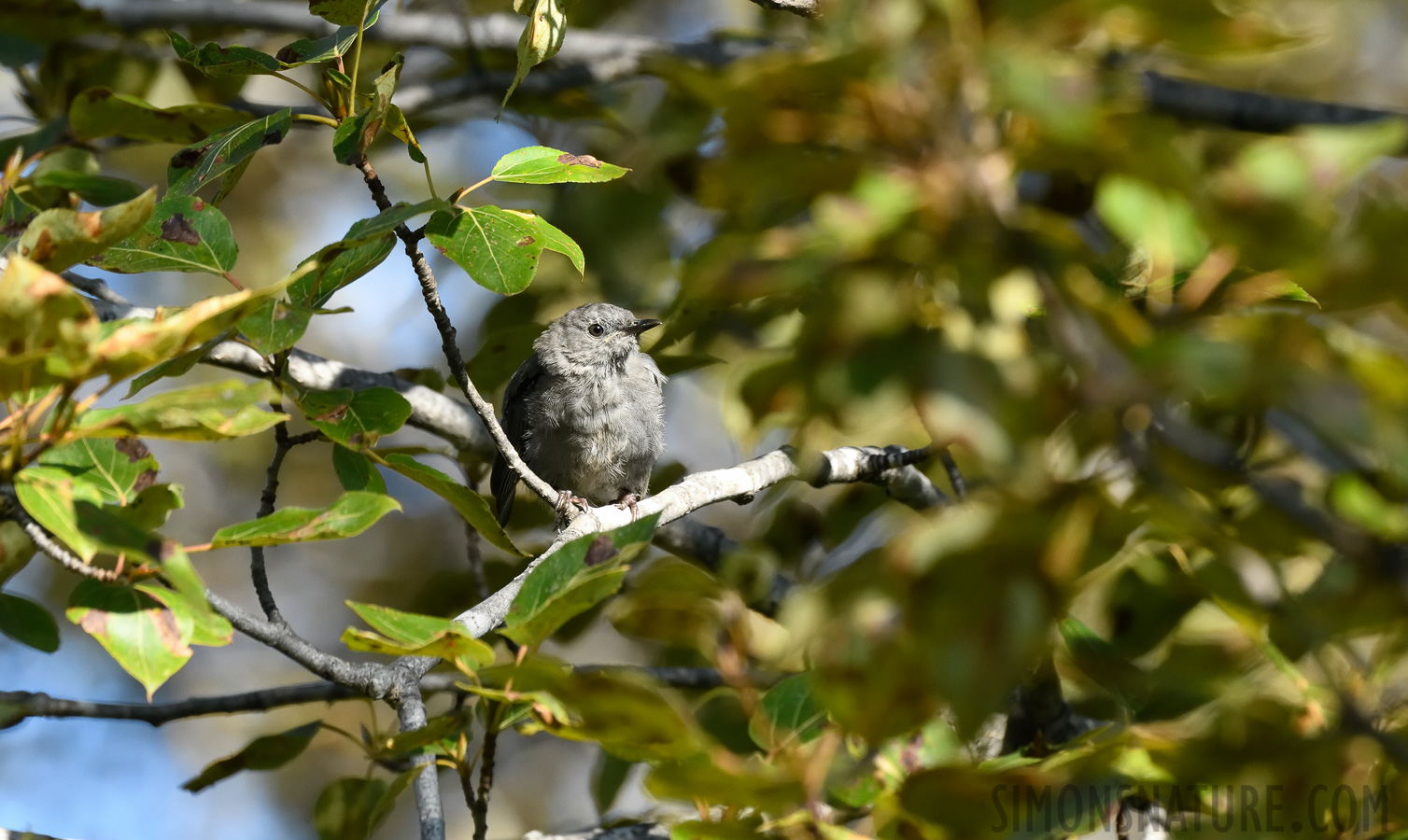 Dumetella carolinensis [400 mm, 1/800 sec at f / 8.0, ISO 1600]